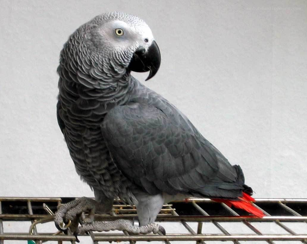Grey parrot on a cage