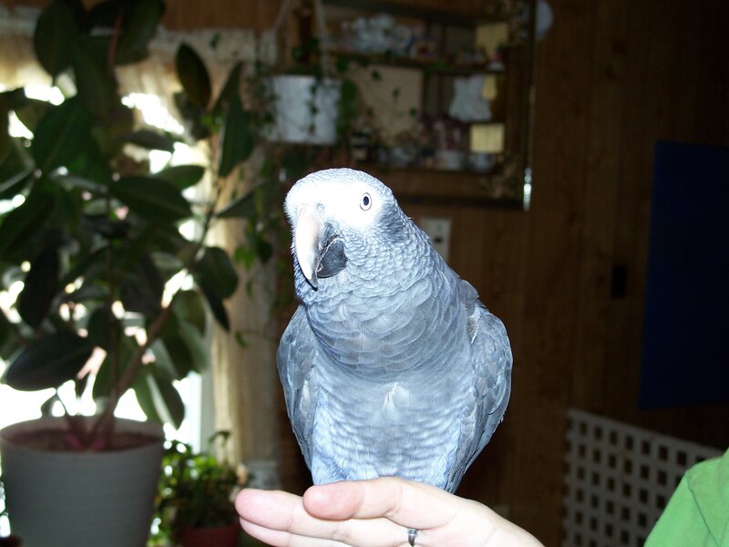 Grey parrot on a hand