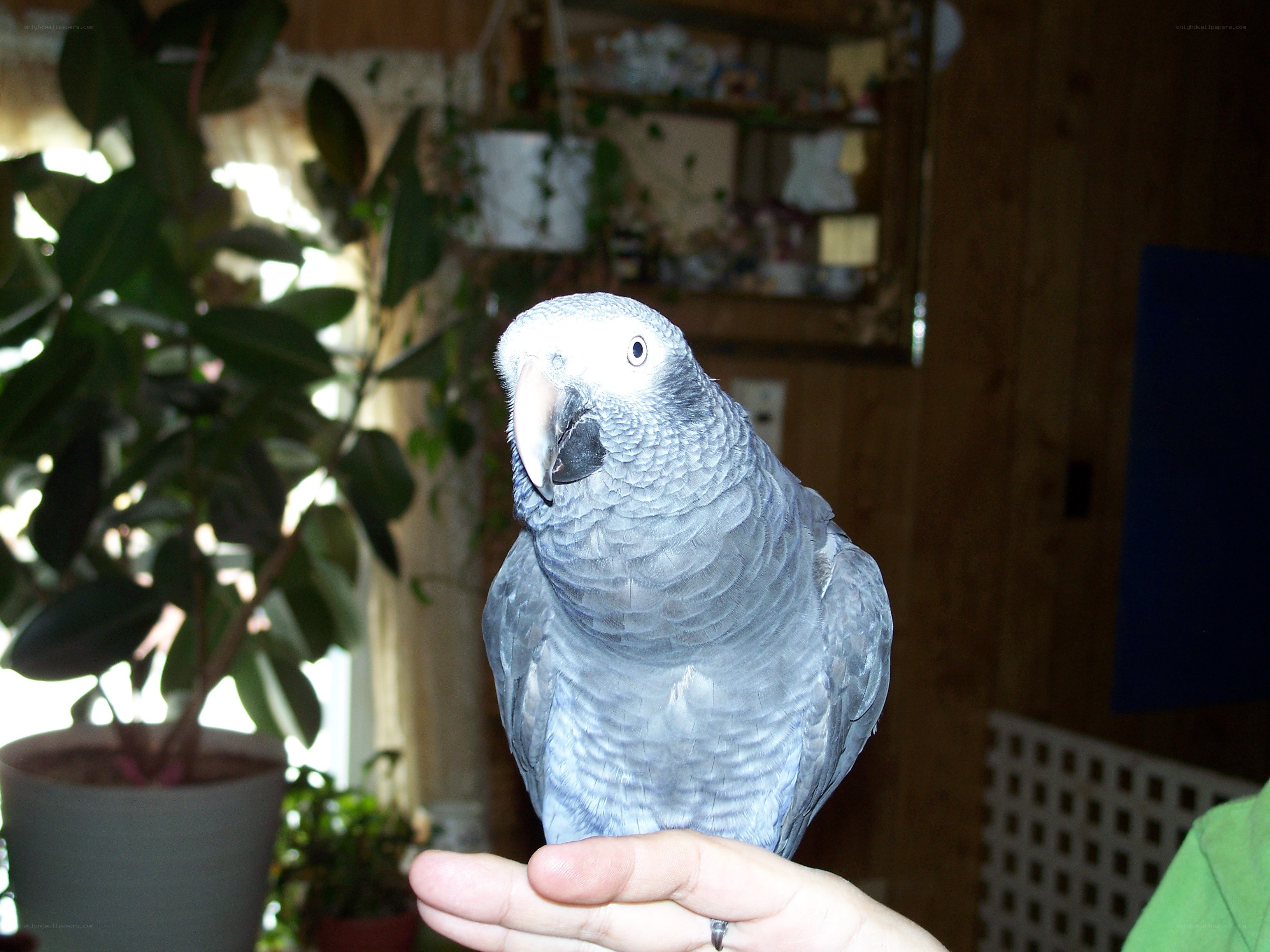 Grey parrot on a hand