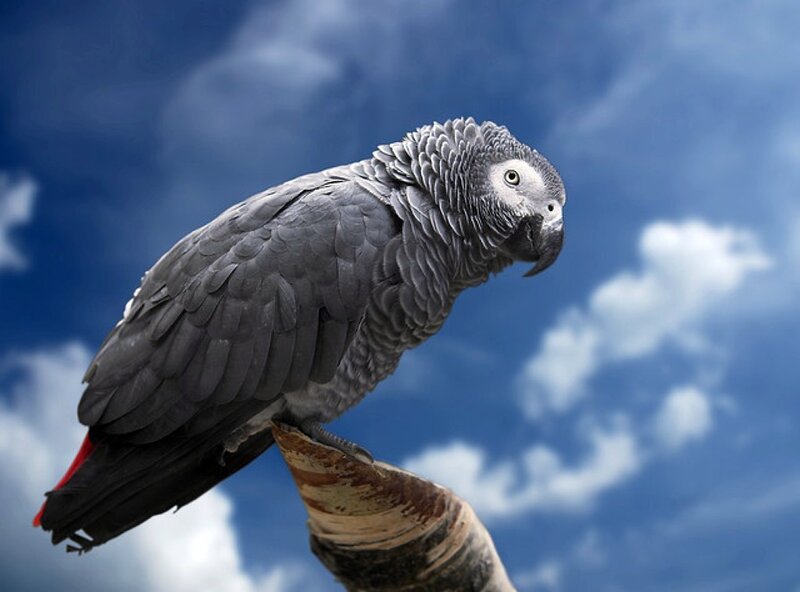 Grey Parrot on Branch