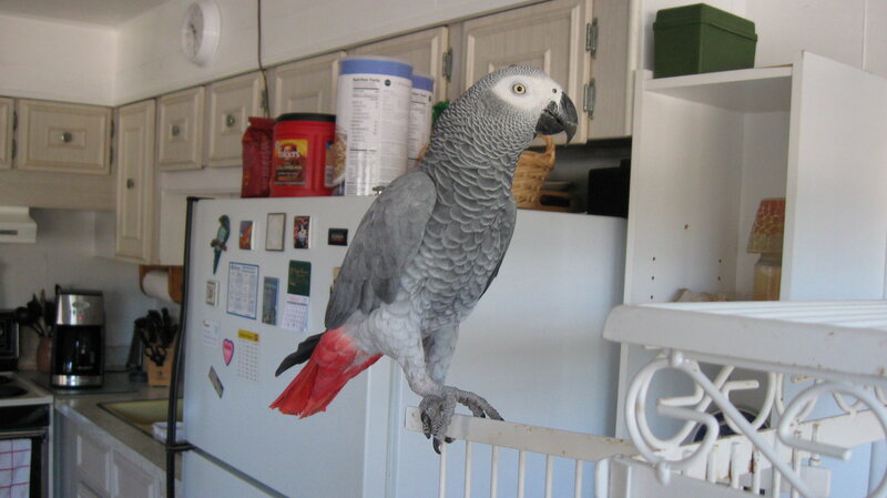 Grey Parrot on Fridge