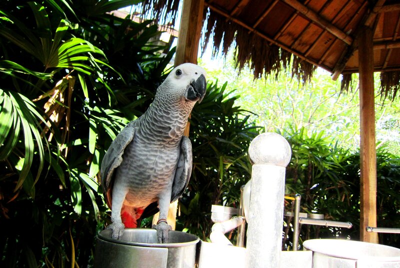 Grey Parrot on Metal