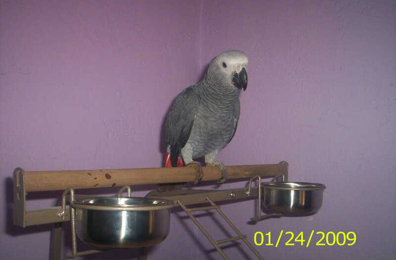 Grey Parrot on Perch — Purple, Neutral