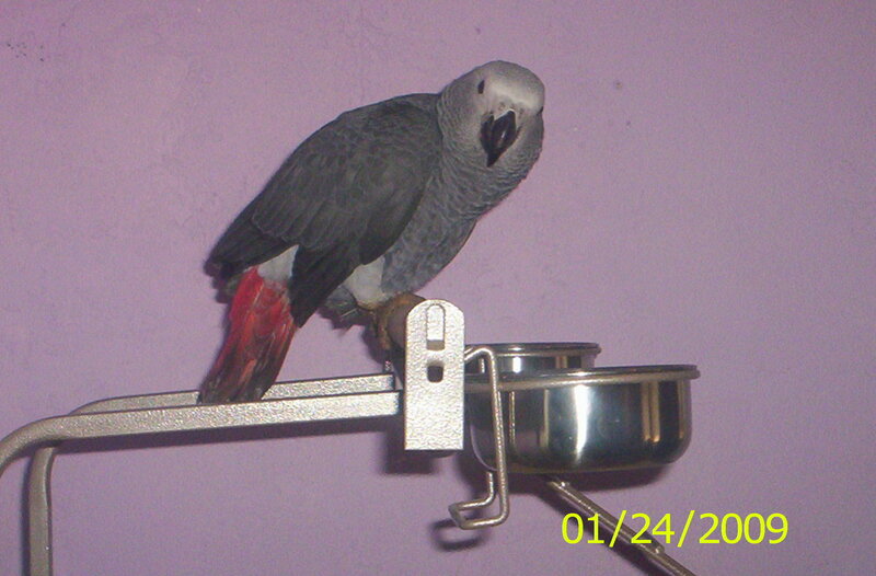 Grey Parrot on Perch — Purple
