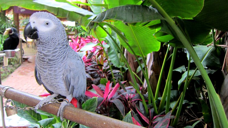 Grey Parrot on Perch