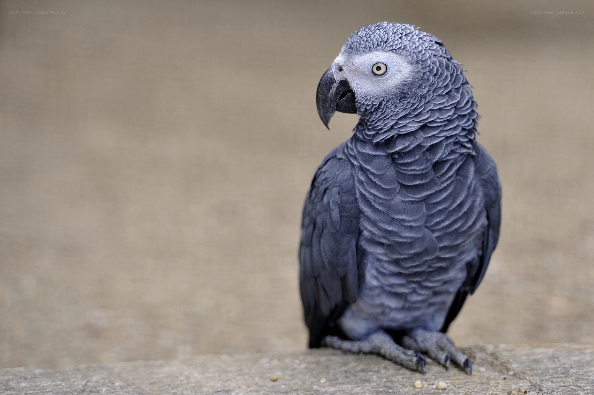 Grey parrot perched on wood
