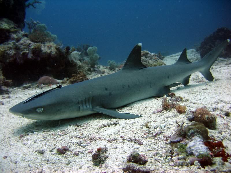 Grey Reef Shark