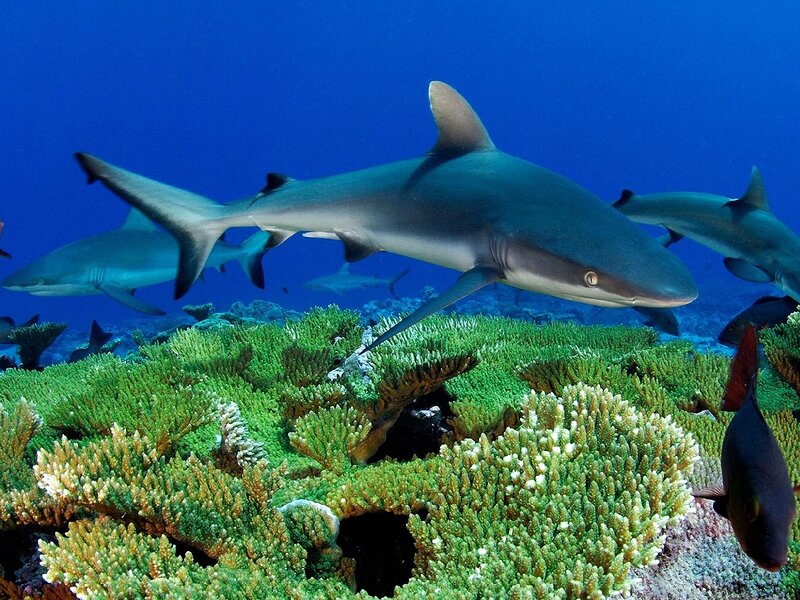 Grey Reef Sharks Swimming