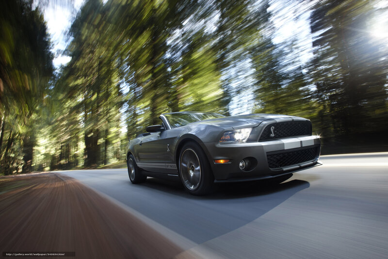 Grey Shelby Mustang on forest road