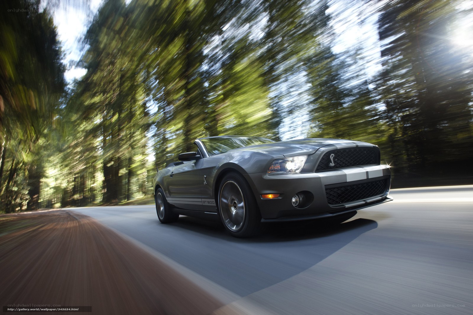 Grey Shelby Mustang on forest road