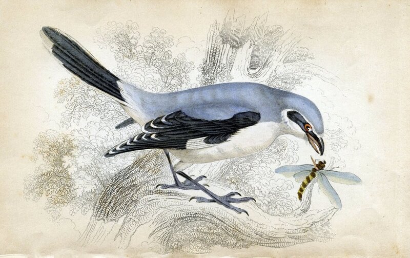 Grey Shrike Bird