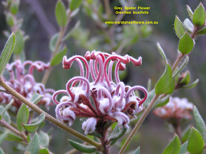 Grey Spider Flower