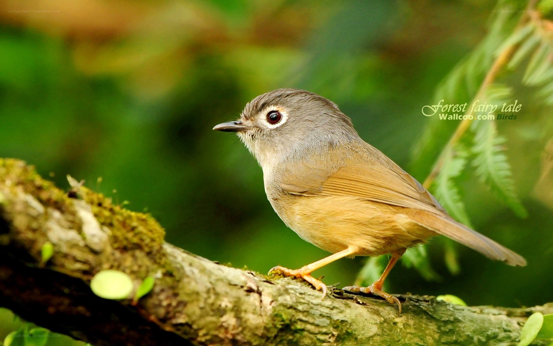 Grey-winged warbler on a branch
