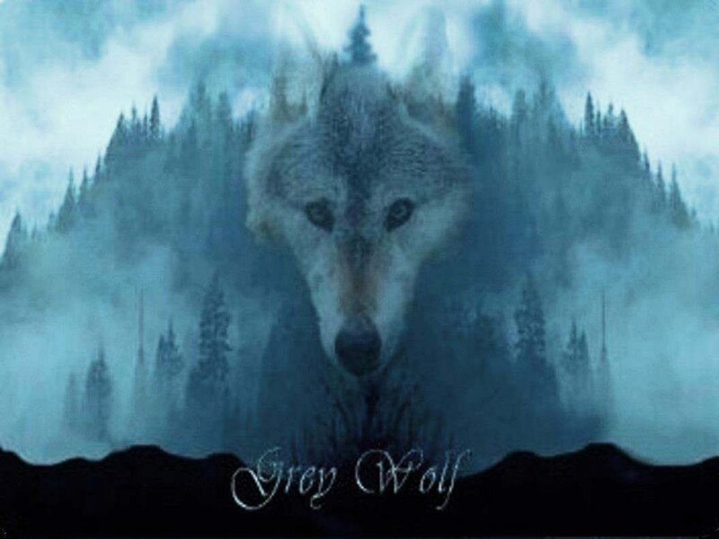 Grey Wolf in Forest