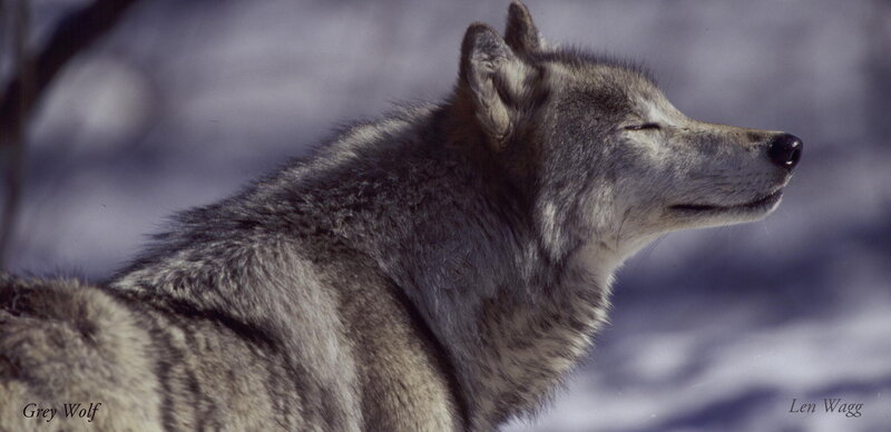 Grey Wolf in Profile