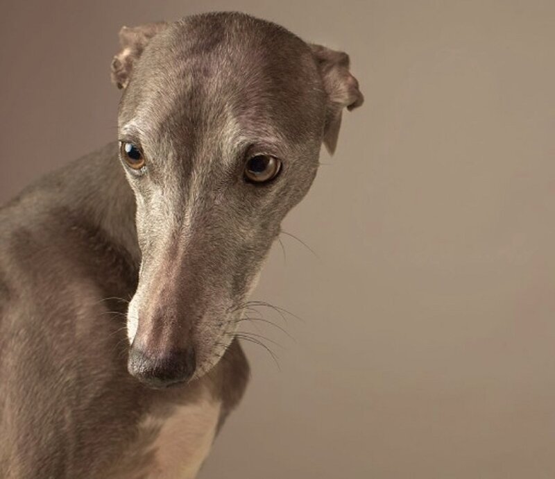 Greyhound Dog — Brown