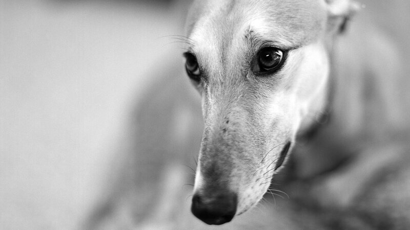 Greyhound Dog Face