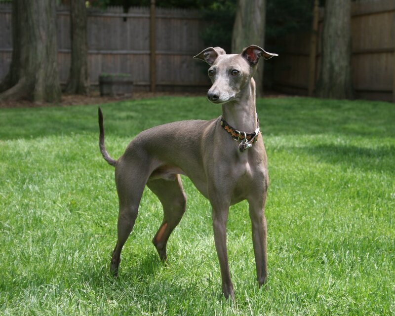 greyhound dog in backyard