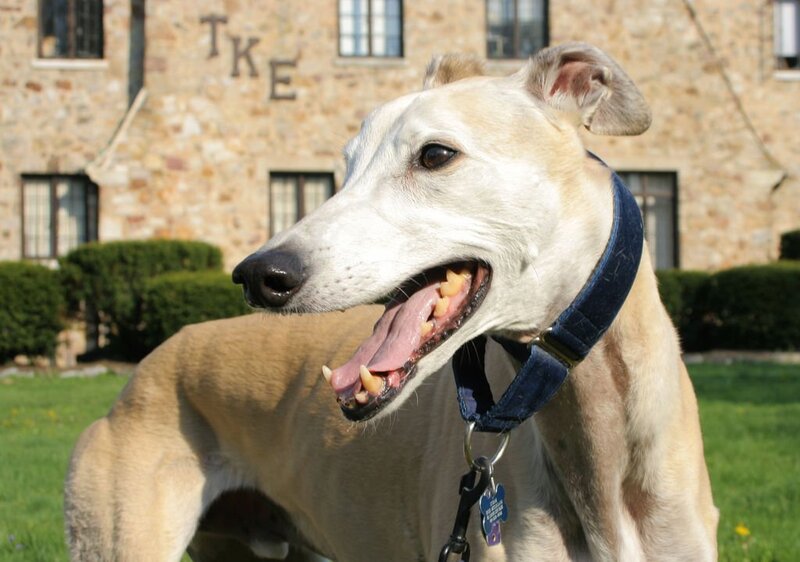 Greyhound dog outdoors