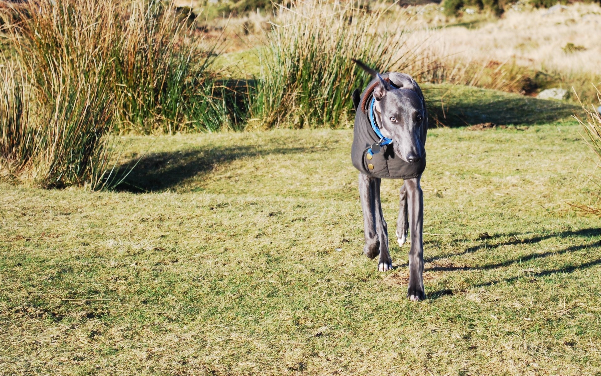 Greyhound in a coat