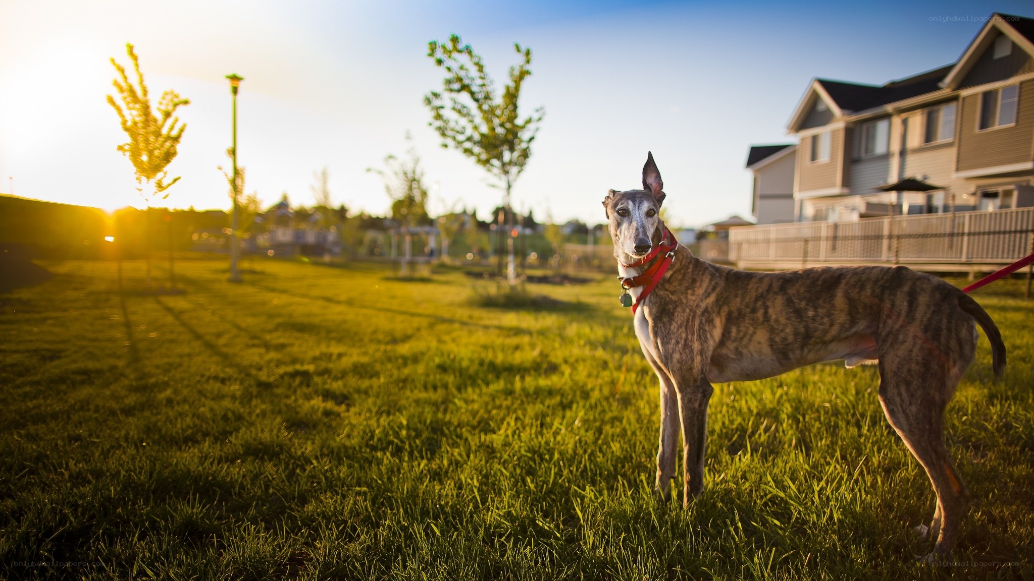 Greyhound in a park at sunset