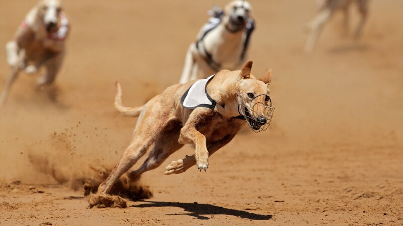 Greyhound Racing — Brown