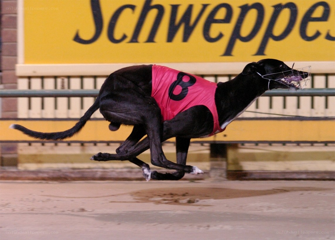 Greyhound racing in action