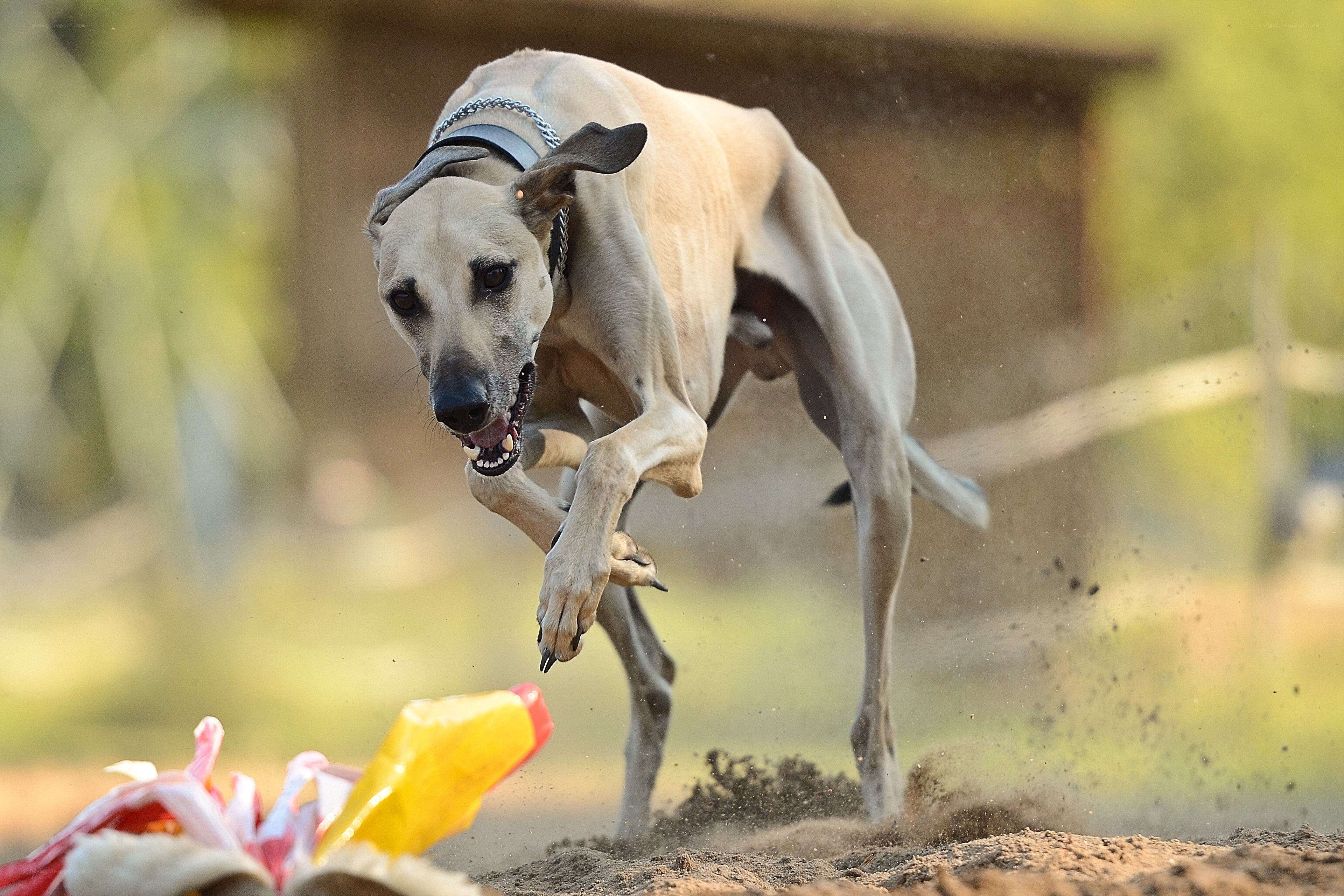 Greyhound running on dirt
