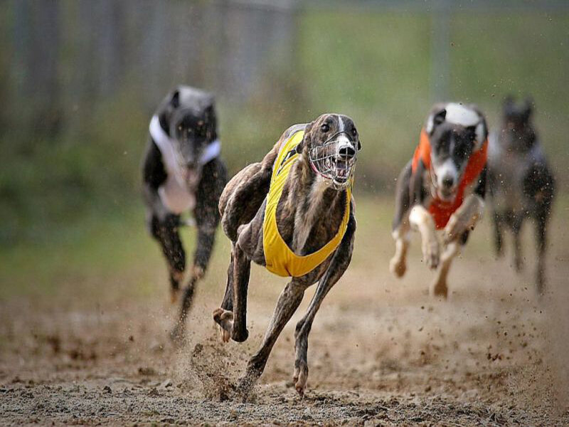Greyhounds racing on dirt track