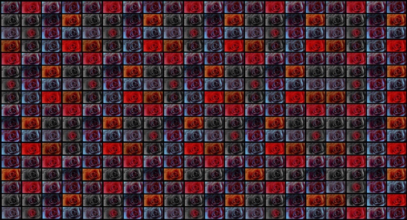 Grid of Rose Images