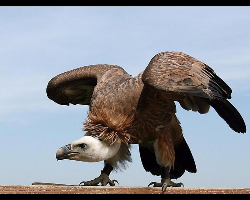 Griffon Vulture Bird