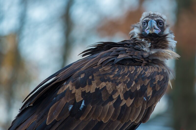 Griffon Vulture — Brown, Serious