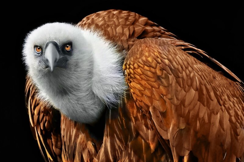 Griffon Vulture — Brown