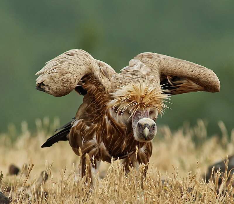 Griffon Vulture in Field