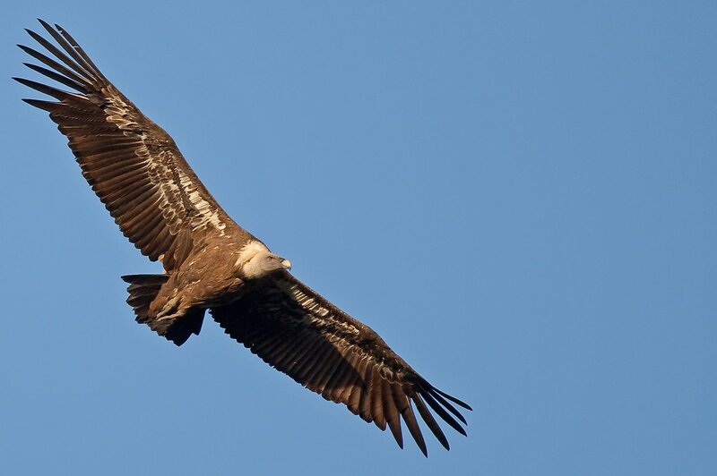Griffon Vulture in Flight — Blue, Serene