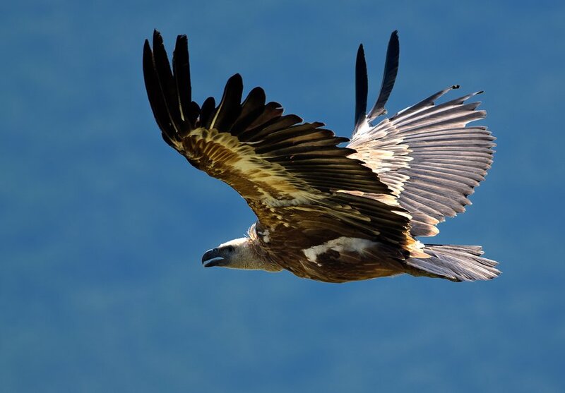 Griffon Vulture in Flight — Blue
