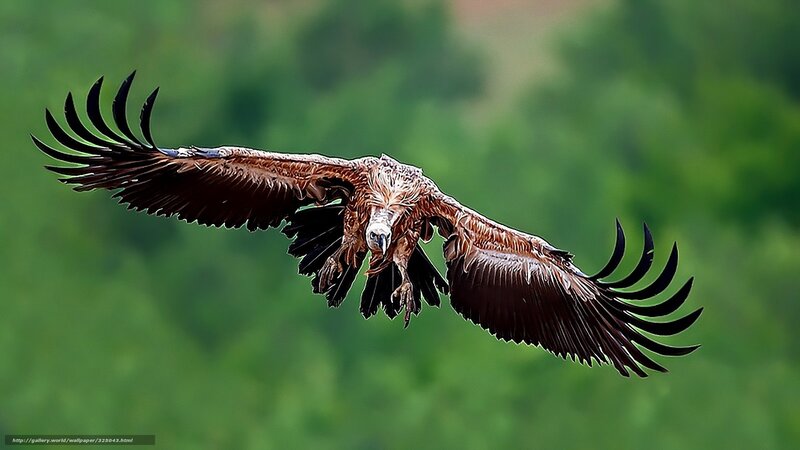 Griffon Vulture in Flight — Brown, Dynamic, Photograph