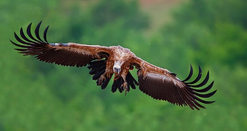 Griffon Vulture in Flight — Brown, Dynamic