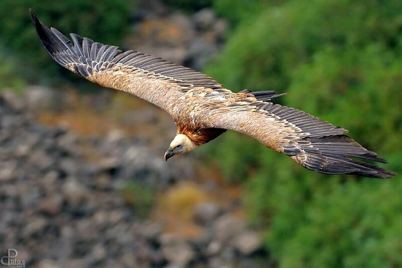 Griffon Vulture in Flight — Brown