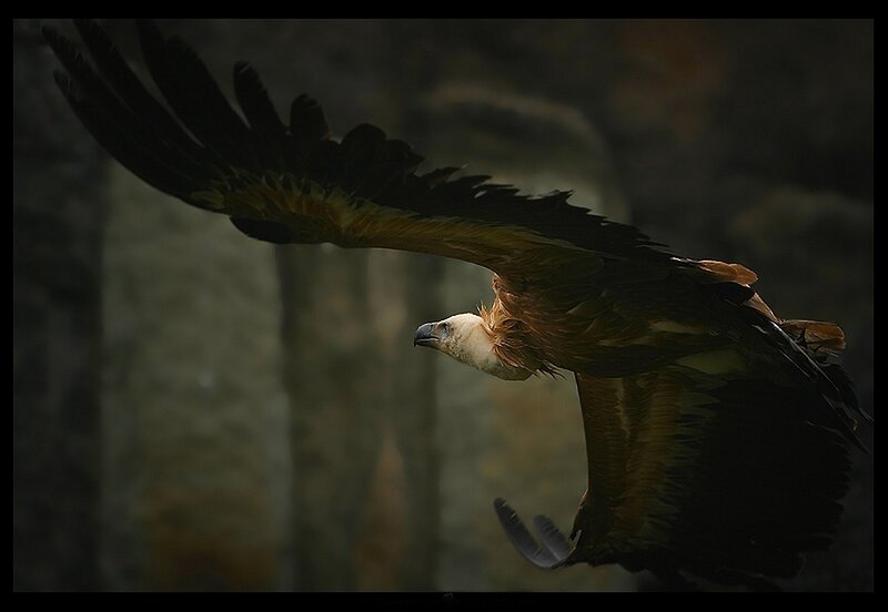Griffon Vulture in Flight