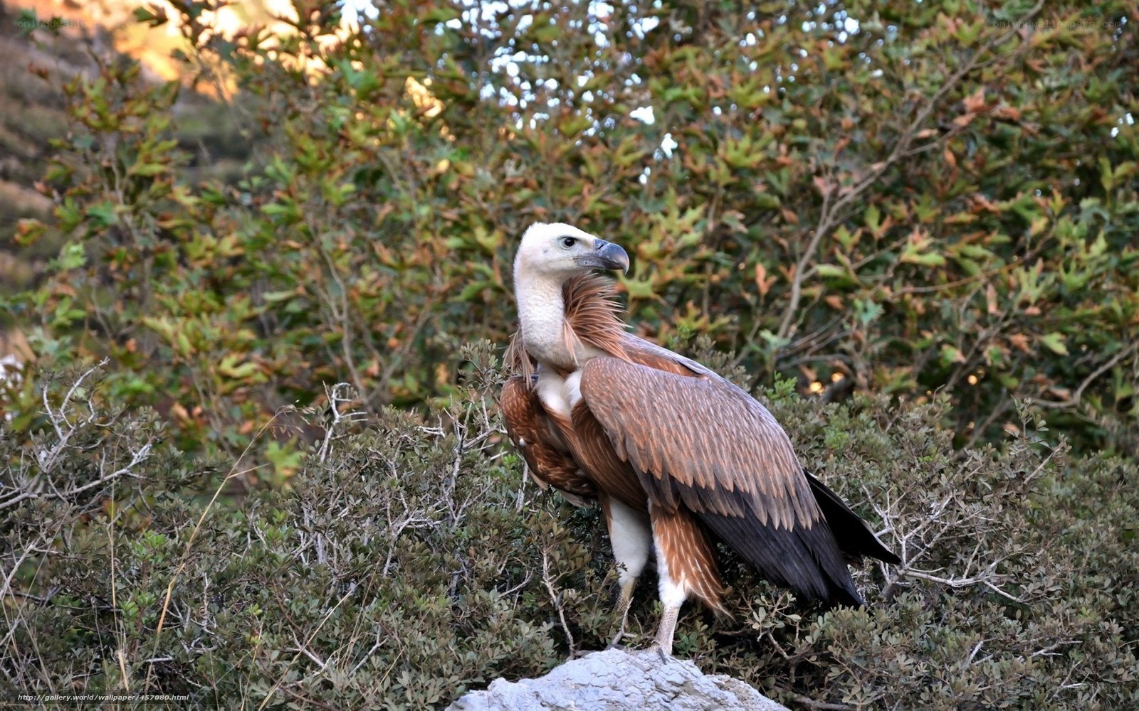 Griffon vulture in shrubbery