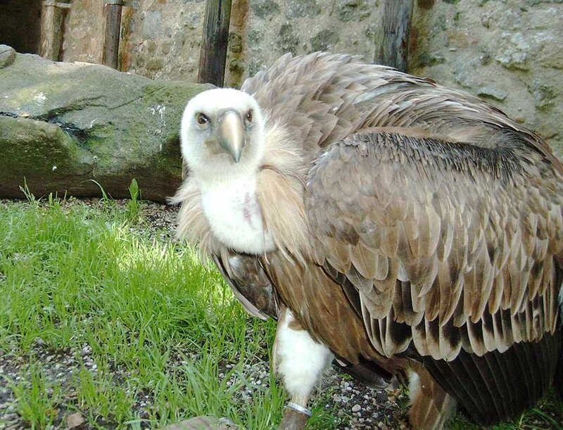 Griffon Vulture on Grass