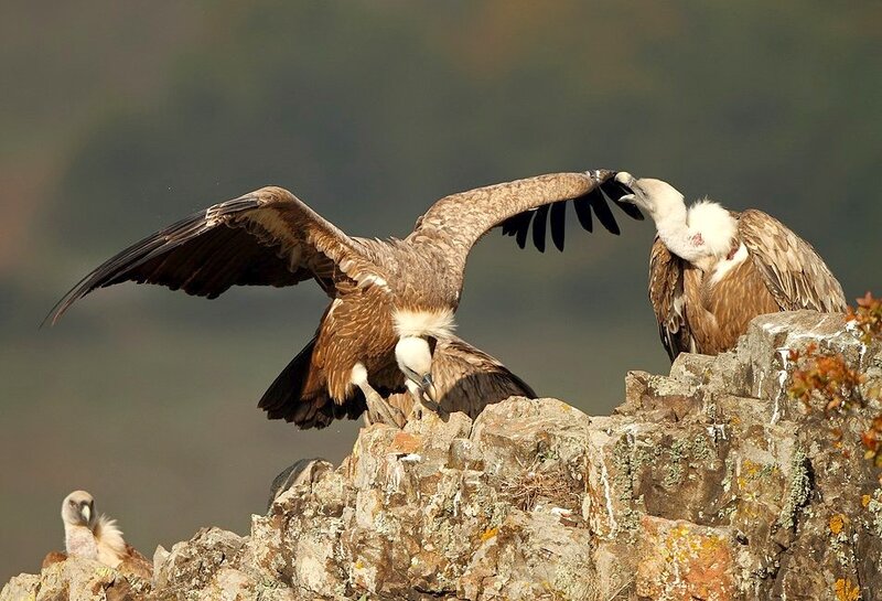 Griffon Vultures on Rock — Brown