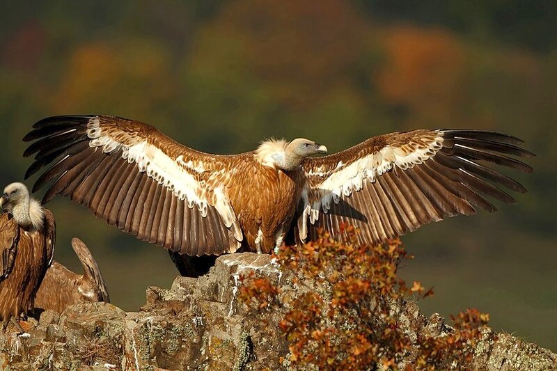 Griffon Vultures on Rock