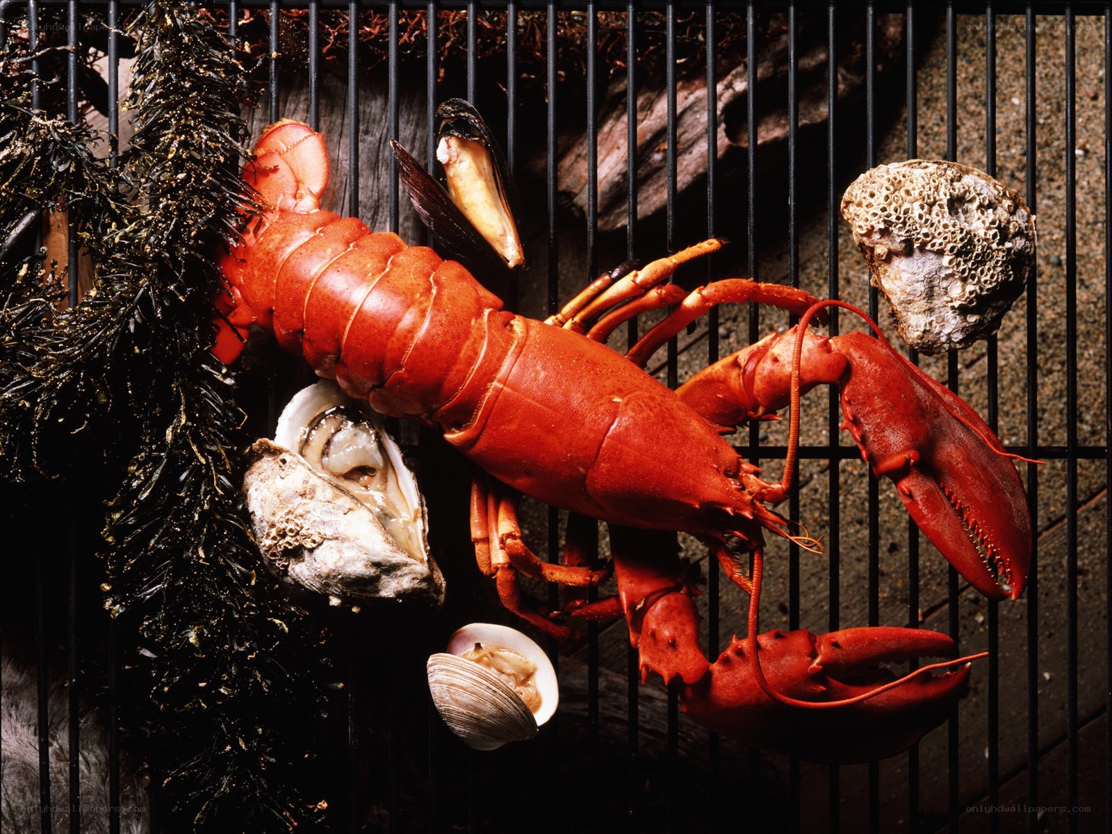 Grilled lobster on a grill