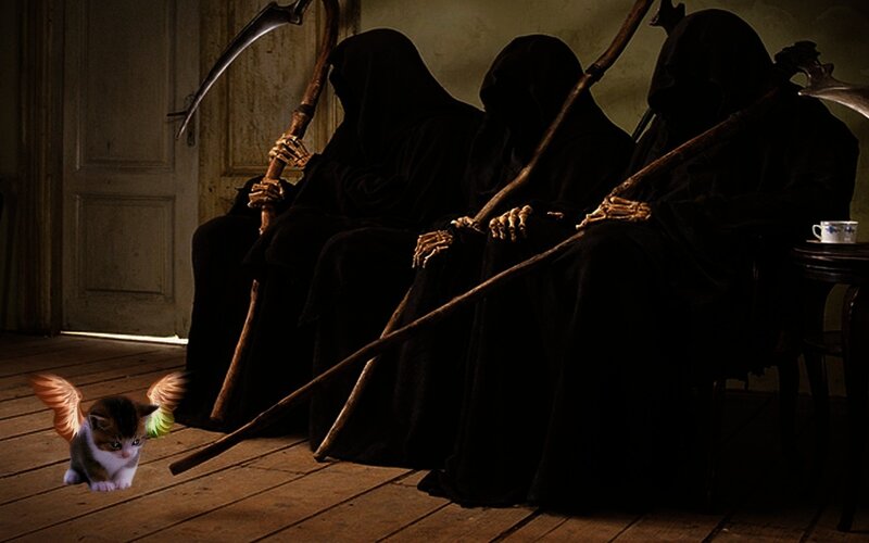 Grim reapers with a kitten