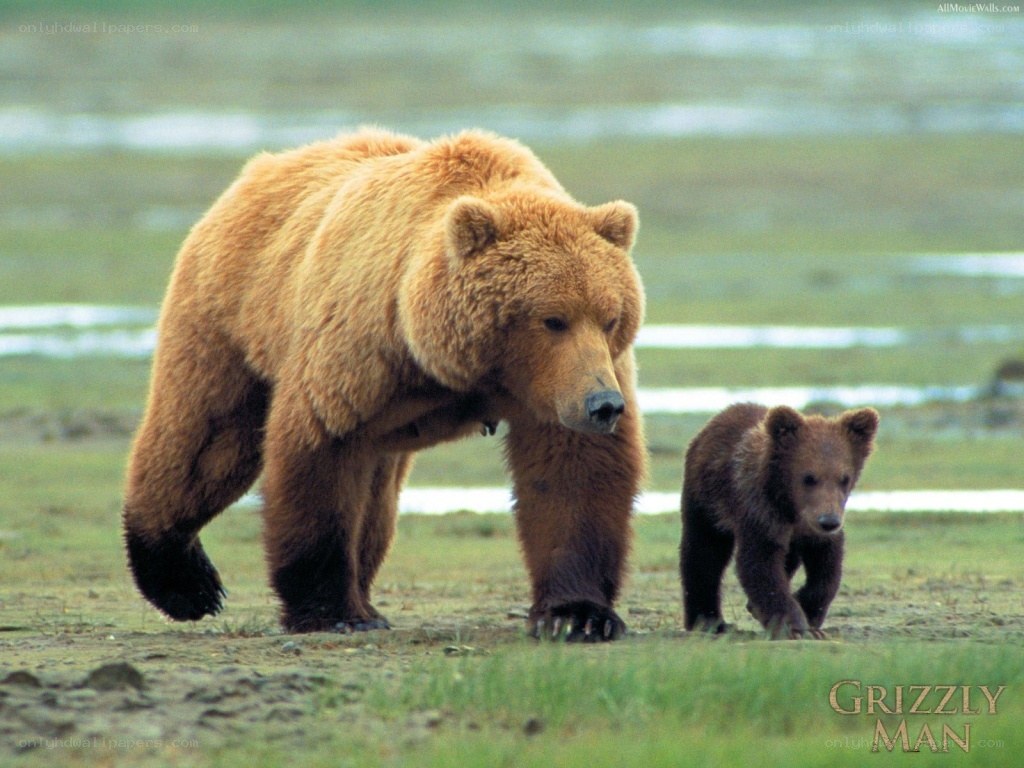 Grizzly bear and cub walking