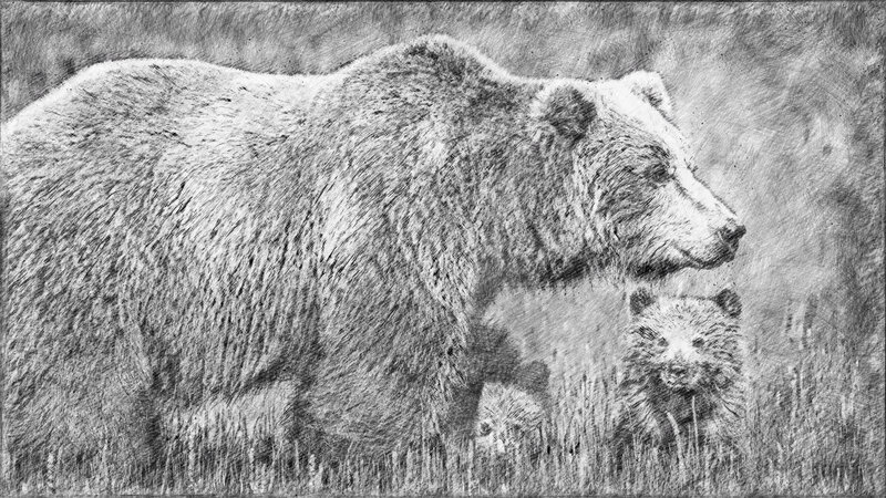 Grizzly Bear and Cubs