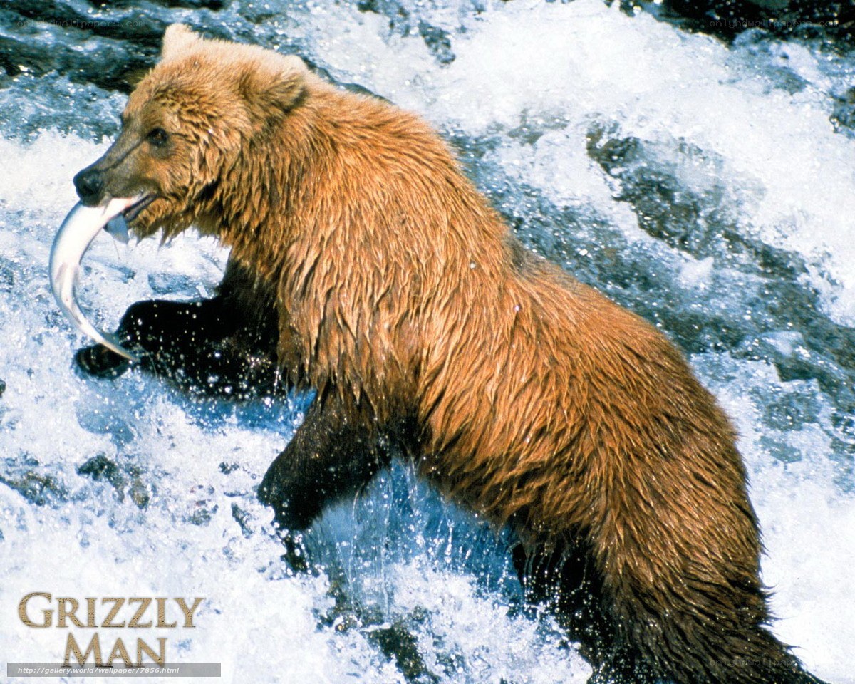 Grizzly bear catching fish