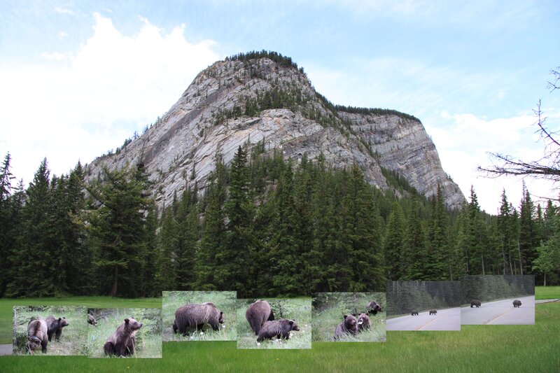 Grizzly Bear Family